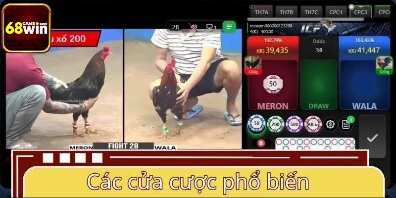 Các cửa cược phổ biến trong sàn đá gà Philippines Các cửa cược phổ biến trong sàn đá gà Philippines