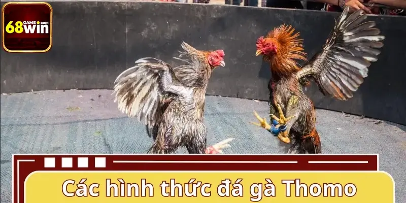Các hình thức đá gà Thomo phổ biến nhất tại nhà cái 2026 Các hình thức đá gà Thomo phổ biến nhất tại nhà cái 2026