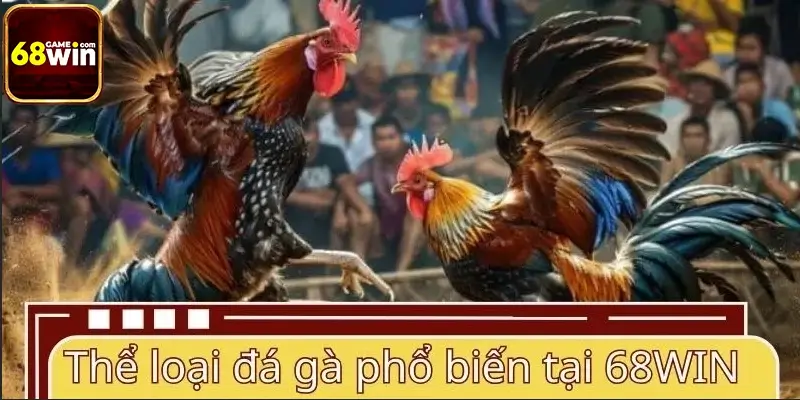 Các thể loại đá gà phổ biến tại 68WIN Các thể loại đá gà phổ biến tại 68WIN
