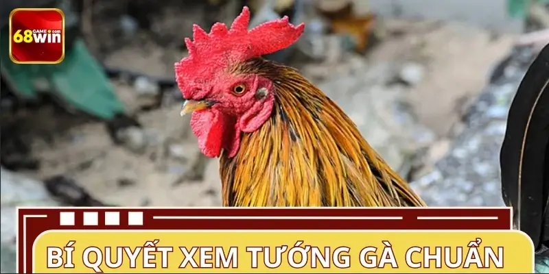 Cách xem tướng gà trước trận siêu chuẩn Cách xem tướng gà trước trận siêu chuẩn