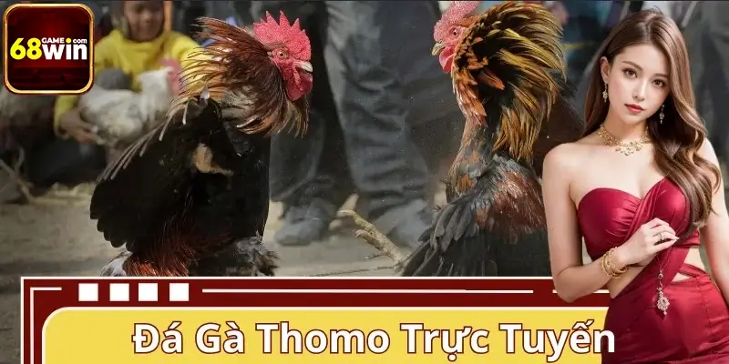 Đá Gà Thomo Trực Tuyến 68WIN - Những Trận Đấu Nảy Lửa