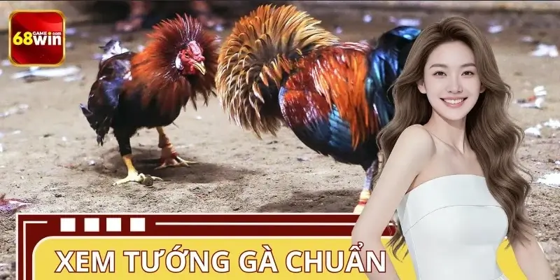 Giống Gà Đá Mạnh Nhất 68WIN – Top 4 Được Ưa Chuộng Hiện Nay