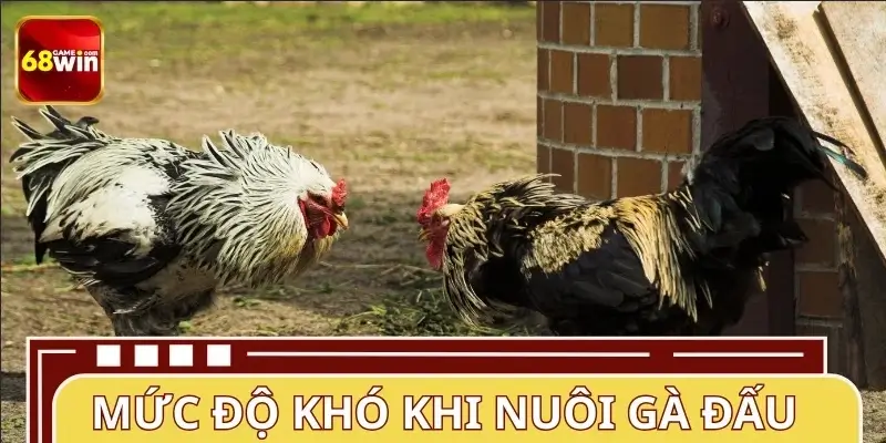 Giống gà đấu mạnh có khó nuôi không? Giống gà đấu mạnh có khó nuôi không?