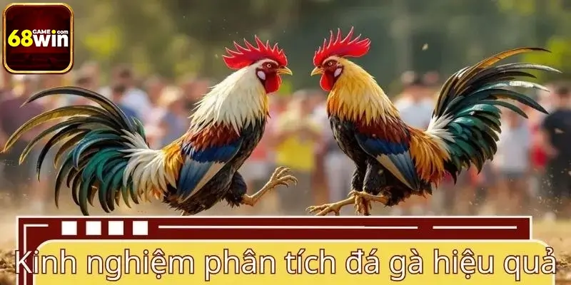 Kinh nghiệm theo dõi và phân tích đá gà hiệu quả Kinh nghiệm theo dõi và phân tích đá gà hiệu quả