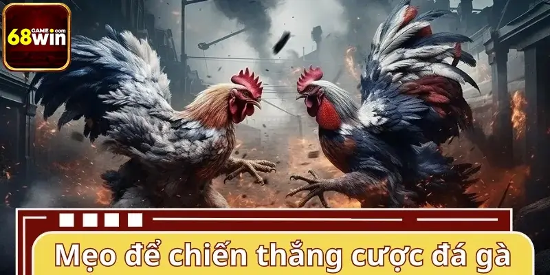 Mẹo hay để chiến thắng cược đá gà cựa sắt 68WIN Mẹo hay để chiến thắng cược đá gà cựa sắt 68WIN