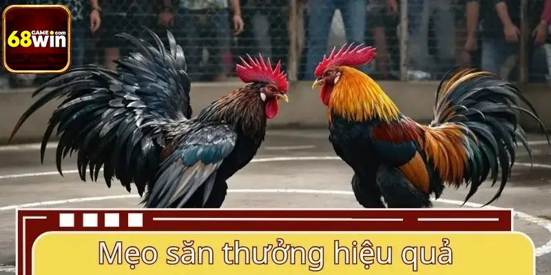 Mẹo săn thưởng hiệu quả tại sảnh AOG đá gà Mẹo săn thưởng hiệu quả tại sảnh AOG đá gà