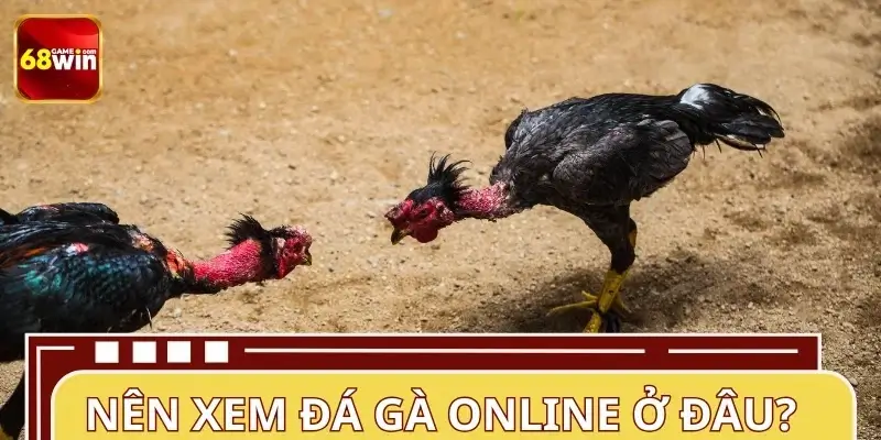 Nên xem cá cược đá gà ở đâu hiện nay? Nên xem cá cược đá gà ở đâu hiện nay?