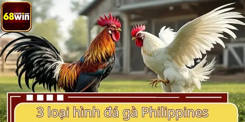Tổng hợp 3 loại hình hấp dẫn trong đá gà Philippines Tổng hợp 3 loại hình hấp dẫn trong đá gà Philippines