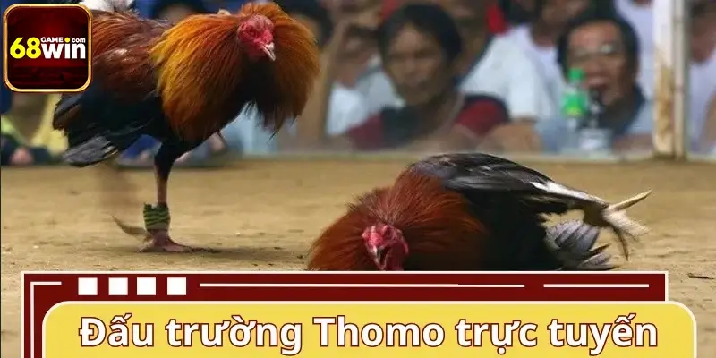 Tổng quan về đấu trường đá gà Thomo trực tuyến Tổng quan về đấu trường đá gà Thomo trực tuyến