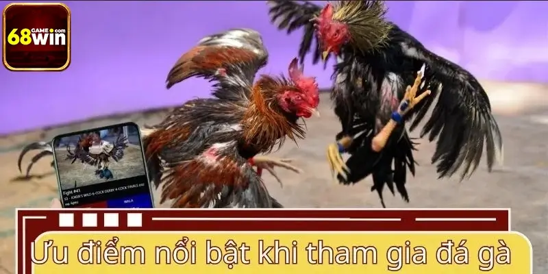 Ưu điểm nổi bật khi tham gia đá gà 68WIN Ưu điểm nổi bật khi tham gia đá gà 68WIN