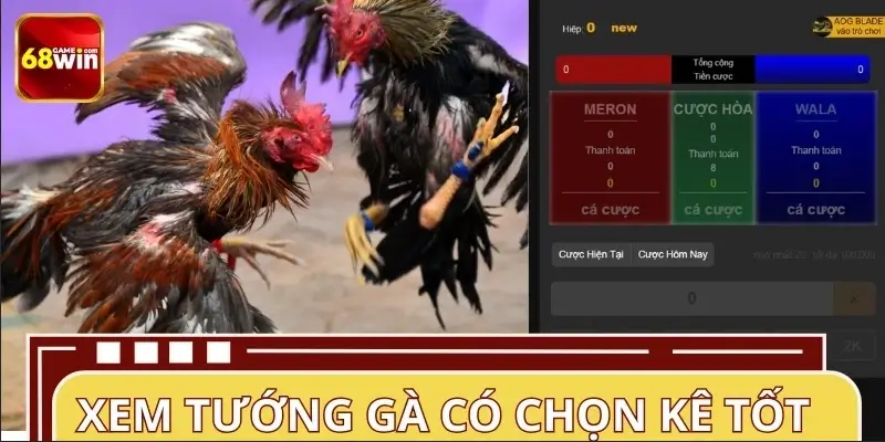 Xem tướng gà có chọn được giống kê đấu tốt không? Xem tướng gà có chọn được giống kê đấu tốt không?