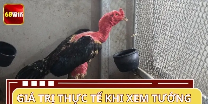 Ý nghĩa của việc xem tướng gà chuẩn Ý nghĩa của việc xem tướng gà chuẩn